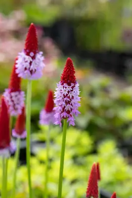 Primula Vialii (Orchideeprimula) - afbeelding 7