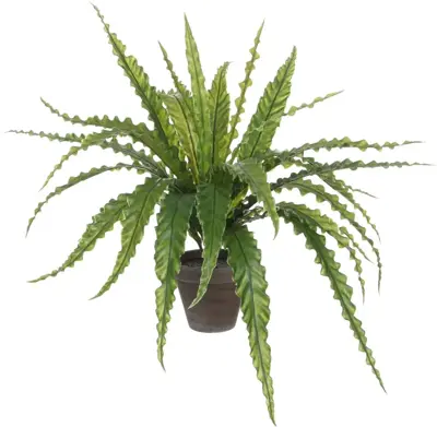 Asplenium groen in pot stan grijs d13,5cm - h54cm