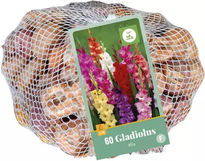 Netlon gladiolus mix 60st - afbeelding 1