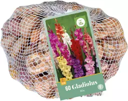 Netlon gladiolus mix 60st - afbeelding 1