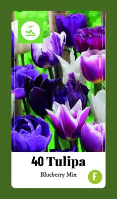 Tulipa blueberry mix 40st - afbeelding 1