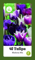 Tulipa blueberry mix 40st - afbeelding 1