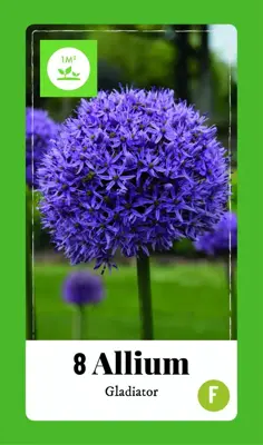 Allium gladiator 8st - afbeelding 1