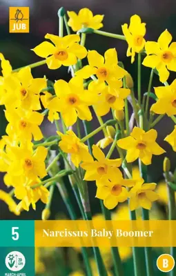 Narcissus baby boomer 5st - afbeelding 1