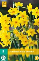 Narcissus baby boomer 5st - afbeelding 1