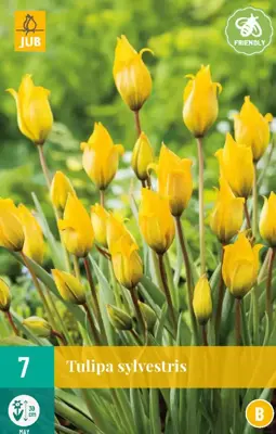 Tulipa sylvestris 7st - afbeelding 1