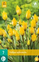 Tulipa sylvestris 7st - afbeelding 1