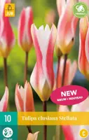 Tulipa clusiana stellata 10st - afbeelding 1