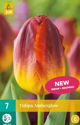 Tulipa amberglow 7st - afbeelding 1