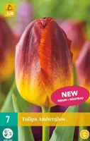 Tulipa amberglow 7st - afbeelding 1