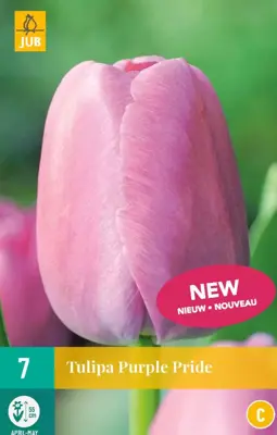 Tulipa purple pride 7st - afbeelding 1