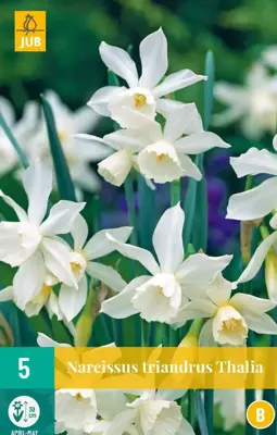 Narcissus triandrus thalia 5st - afbeelding 1