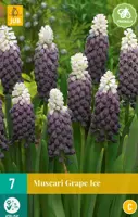 Muscari grape ice 7st kopen?