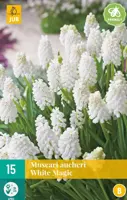 Muscari white magic 15st kopen?