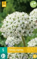 Allium nigrum 5st - afbeelding 1