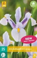Iris holl. carmen 25st - afbeelding 1