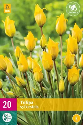 Tulpen sylvestris 20st - afbeelding 1