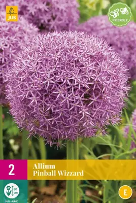 Allium pinball wizard 2st - afbeelding 1