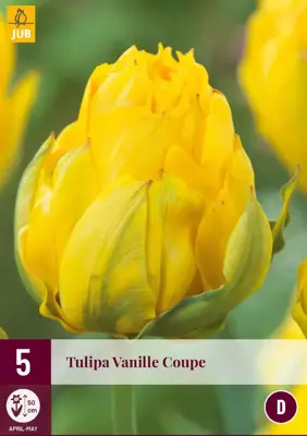 Tulipa vanille coupe 5st - afbeelding 1