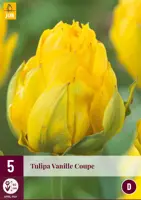Tulipa vanille coupe 5st - afbeelding 1