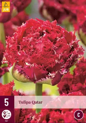 Tulipa qatar 5st - afbeelding 1
