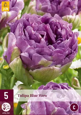 Tulipa blue wow 5st - afbeelding 1