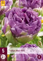 Tulipa blue wow 5st - afbeelding 1