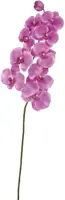 Phalaenopsis paars - l91cm 126461 lavender01 - afbeelding 1