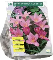 Zephyranthus robustus 30st - afbeelding 1