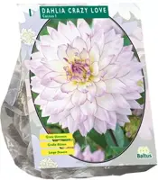 Dahlia cactus crazy love 1st - afbeelding 1