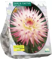 Dahlia cactus hayley jane 1st - afbeelding 1