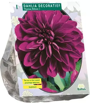 Dahlia deco thomas edison 1st - afbeelding 1