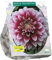 Dahlia deco edinburgh 1st - afbeelding 1