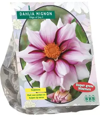 Dahlia mignon edge of joy 1st - afbeelding 1