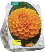 Dahlia ball maarn 1st - afbeelding 1