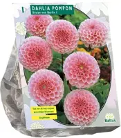 Dahlia stolze von berlin 1st - afbeelding 1