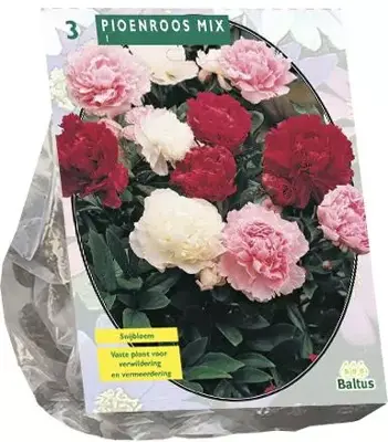 Paeonia mix 3st - afbeelding 1