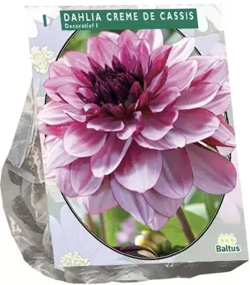 Dahlia deco creme de cassis 1st - afbeelding 1