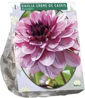 Dahlia deco creme de cassis 1st - afbeelding 1