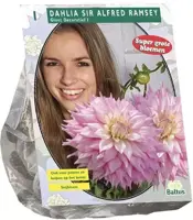 Dahlia sir alfred ramsey 1st - afbeelding 1