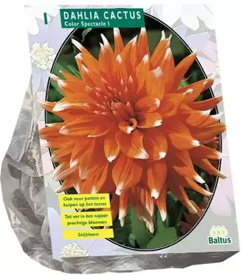 Dahlia colour spectacle 1st - afbeelding 1