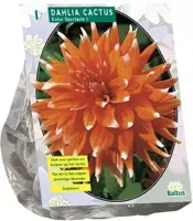 Dahlia colour spectacle 1st - afbeelding 1