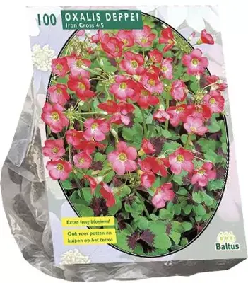 Oxalis deppei iron cross 100st - afbeelding 1