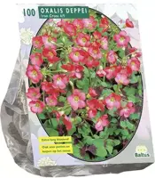 Oxalis deppei iron cross 100st - afbeelding 1