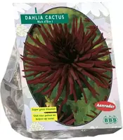 Dahlia cactus nuit dete 1st - afbeelding 1