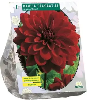 Dahlia deco arabian night 1st - afbeelding 1