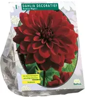 Dahlia deco arabian night 1st - afbeelding 1