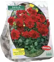 Dahlia purpinka 1st - afbeelding 1