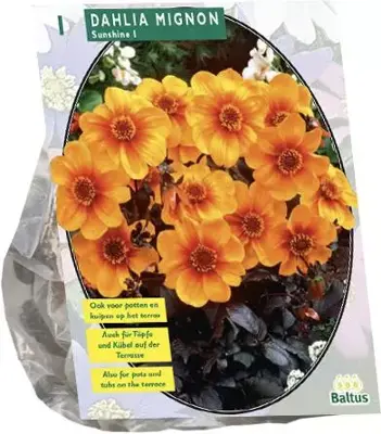 Dahlia sunshine 1st - afbeelding 1