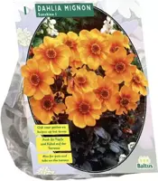 Dahlia sunshine 1st - afbeelding 1